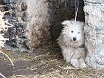 Camminata con e senza ciaspole alle cascine del Monte di Zambla (11 febbraio 09)  -  FOTOGALLERY